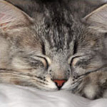 silver siberian cat