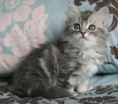Amethyst (Silver Classic Female)