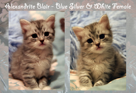 Blair