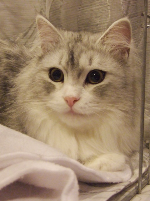 Drusilla