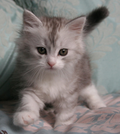 Drusilla (Silver Classic with White Female)