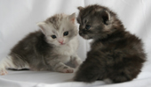 Silver Classic and White Female