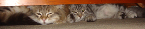 Hiding!!!