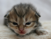 Golden Kittens