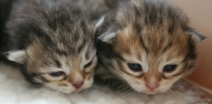 Golden Kittens