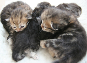 Golden Kittens