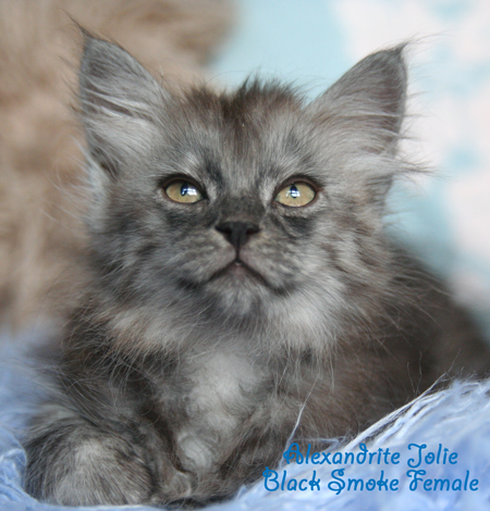 Jolie @ 7 weeks
