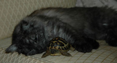 Julius and his new friend