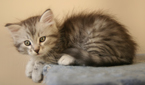 Kit-Kat