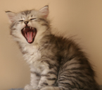 Kit-Kat