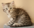 Kit-Kat