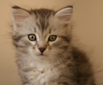 Kit-Kat