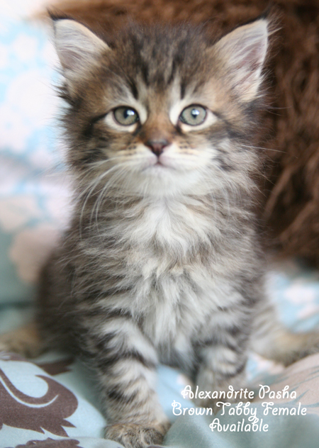 Pasha