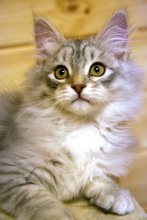 Petrov