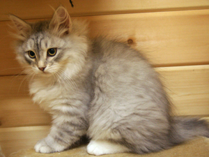 Petrov