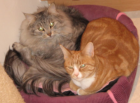 Spike and friend Barley Dec 07