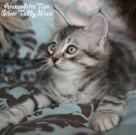 Tain @ 7 weeks