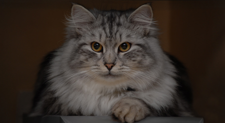 Wicket