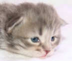 Blue Kittens