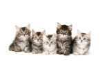 Willow's kittens